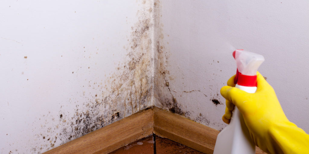 Black Mold In The Corner Of Room Wall. Preparation For Mold Removal. Black Mold In The Corner Of Room Wall. Preparation For Mold Removal.